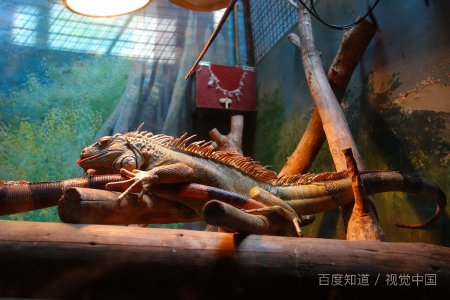 四川农业大学是一本还是二本呢？