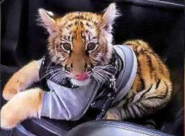 上街遛老虎，墨西哥女子引起什么争议？