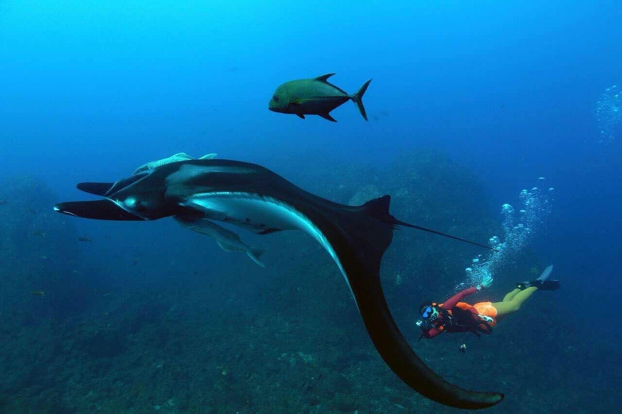 如何看待福建鲨鱼馆死亡事故的发生呢？