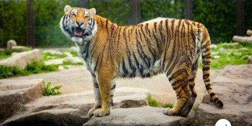 动物园的动物快活吗？