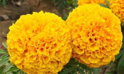 各种花在什么季节开放？