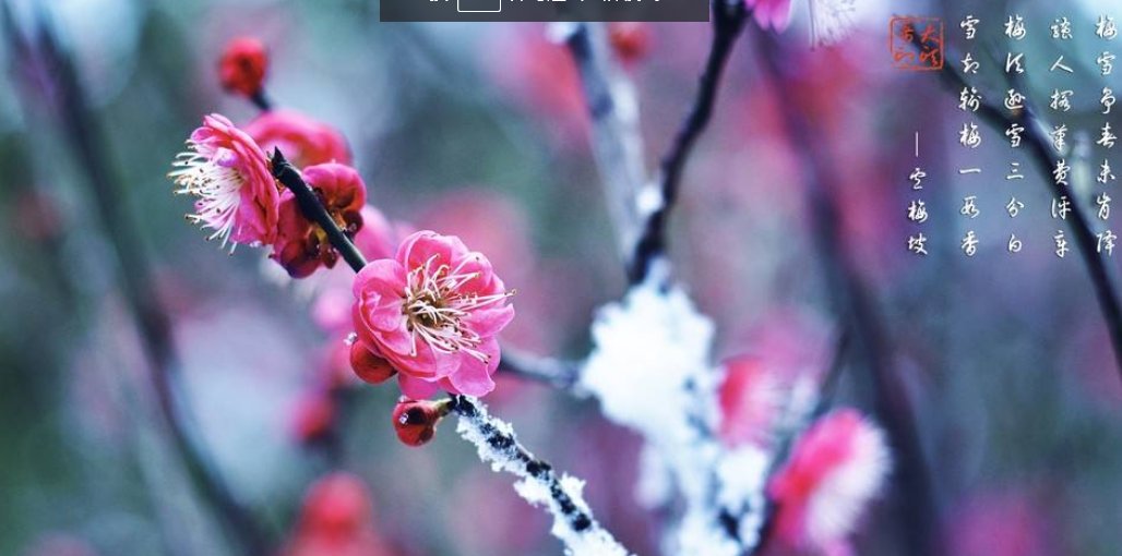 雪梅一首诗是什么意思