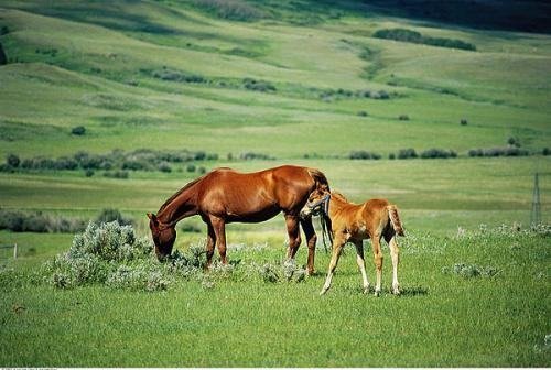 绝处逢生的意思是什么生肖