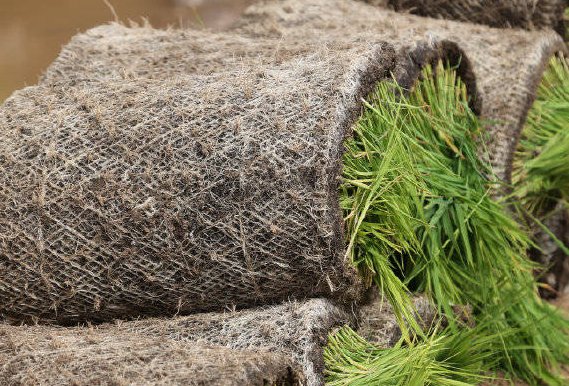 袁隆平团队在内蒙古适种海水稻，袁隆平团队有多厉害？