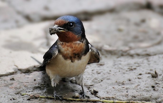 燕衔泥是什么意思