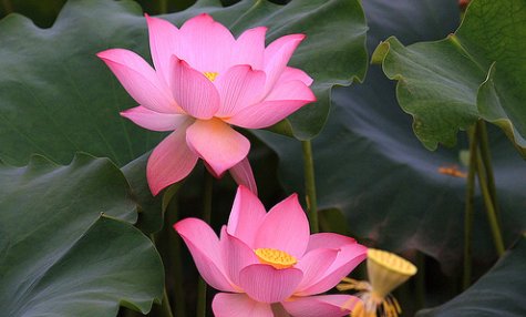 各种花在什么季节开放？