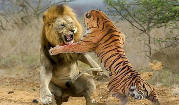 百兽之王是谁森林之王是谁?