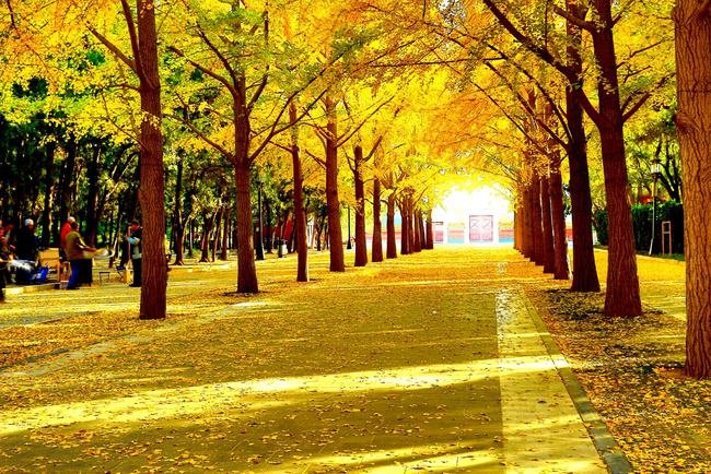 你喜欢银杏吗下一句话