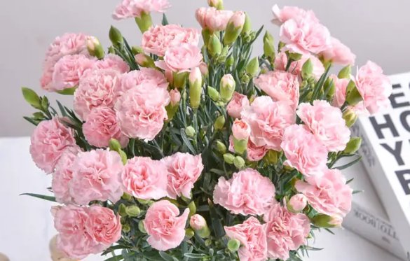 康乃馨好养活吗