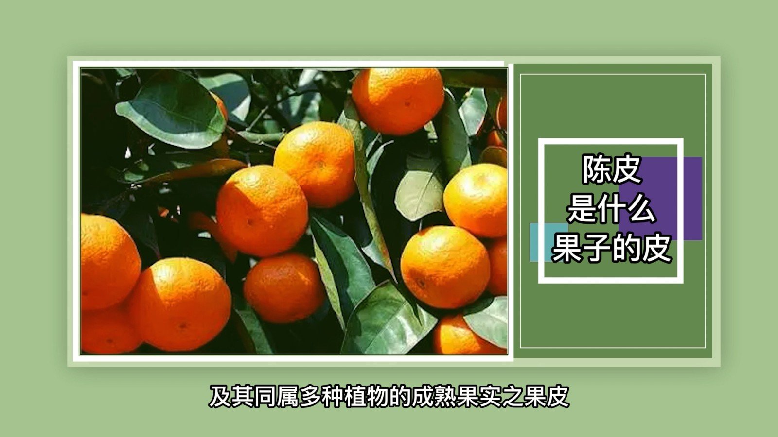 陈皮是什么果子的皮？