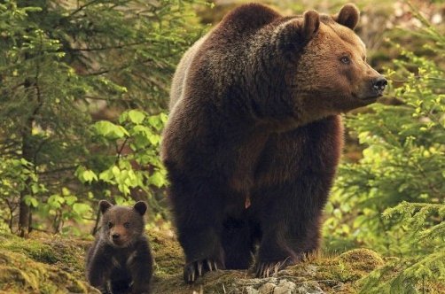 在普洱红外相机拍到两头熊打闹嬉戏的视频，熊的生活习性是怎样的？