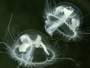 安徽怀宁一池塘现大量桃花水母,该水母是何品种的?