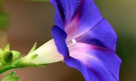 各种花在什么季节开放？