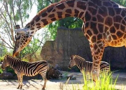 动物园的动物快活吗？