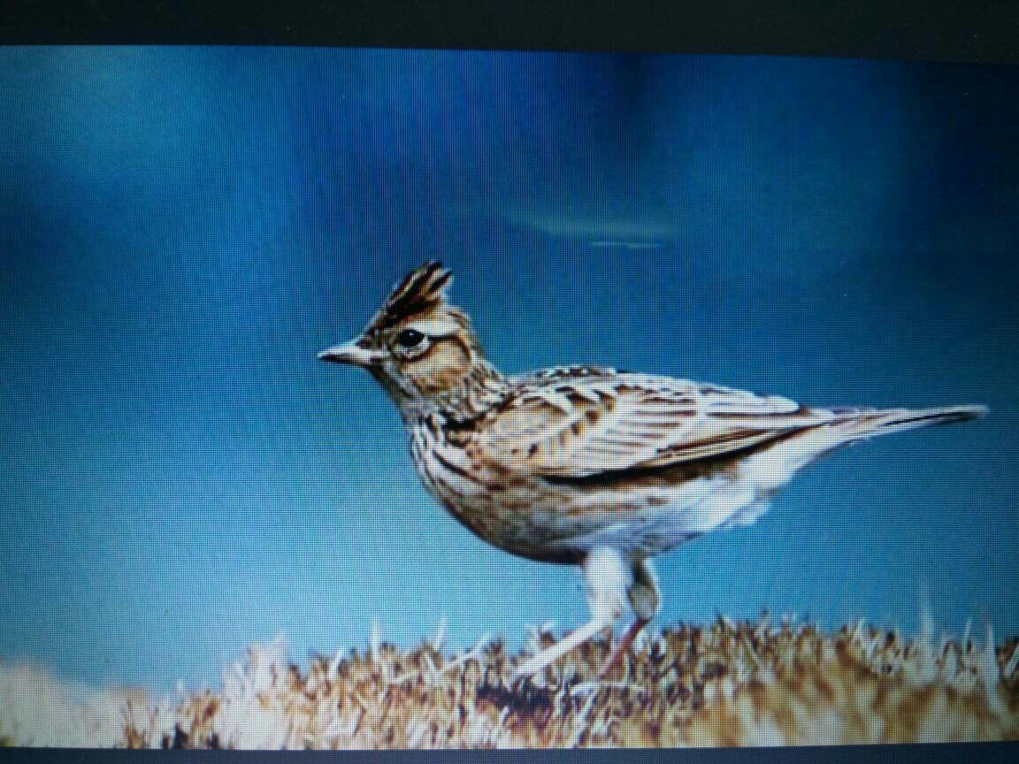 百灵鸟指什么样的人？