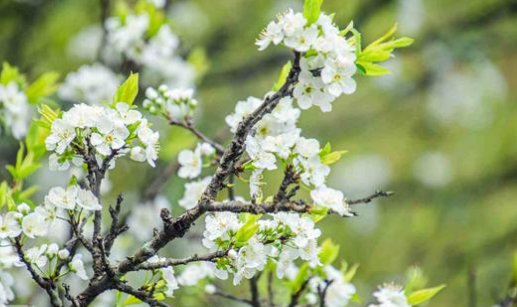 描写一朵花开的过程