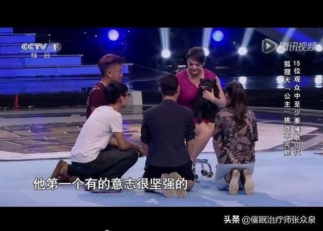 电视节目《挑战不可能》里为什么狐狸犬可以催眠人