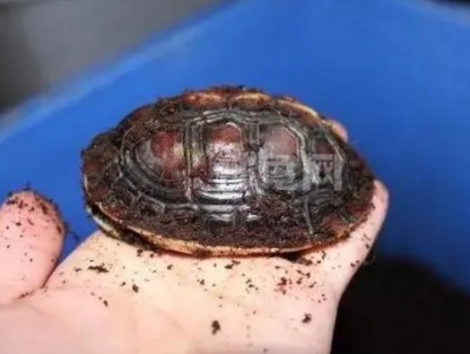 乌龟从几月份开始进入冬眠？