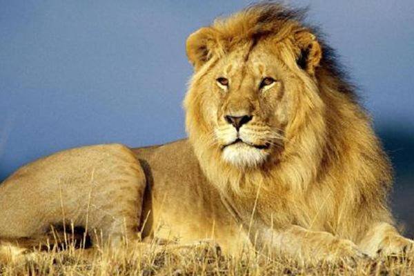 老虎和狮子谁厉害？