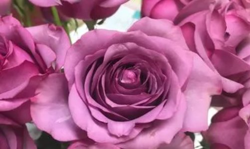 关于玫瑰的名字有哪些？