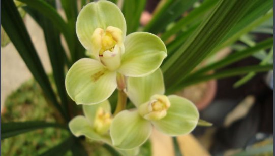 玉海棠是什么宝贝