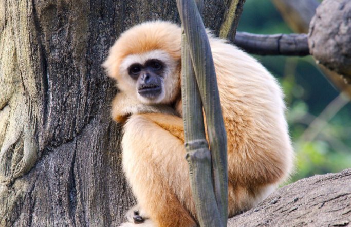 猴子的英语单词是什么？