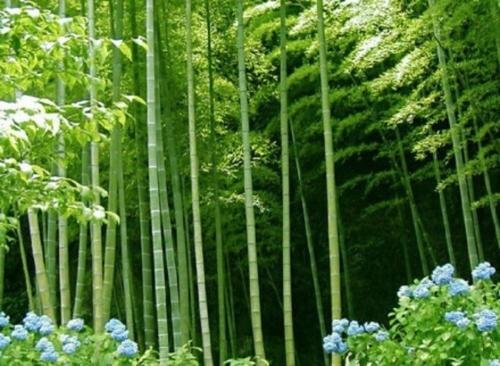 节节高什么意思