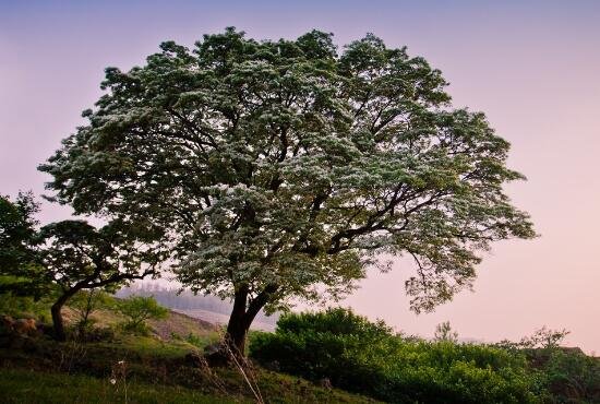 流苏什么意思？