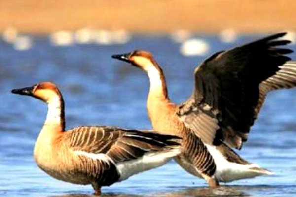 鸿是江边鸟 下一句是什么?