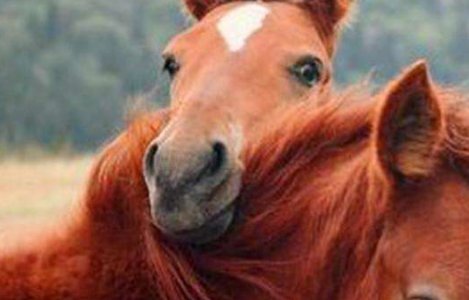 现实中的赤兔马是什么马？