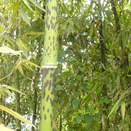 竹子有多少种类?