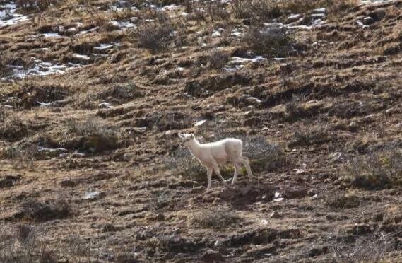 我国首现白色马鹿是真的吗？