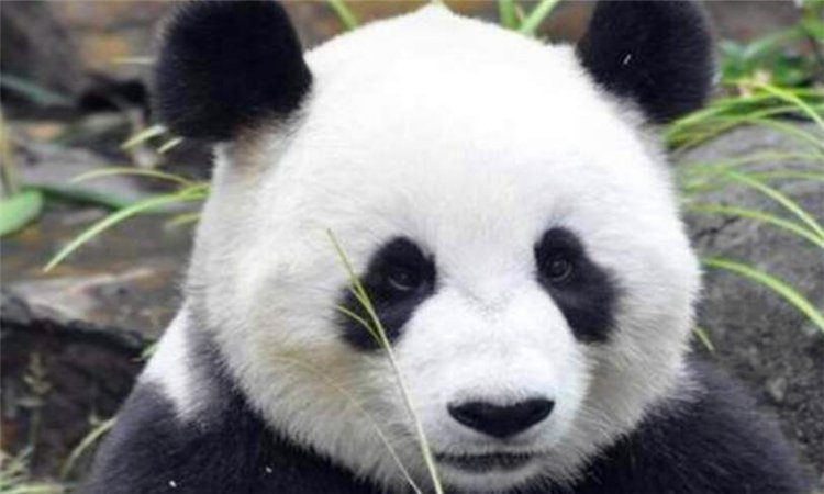 憨憨是什么意思