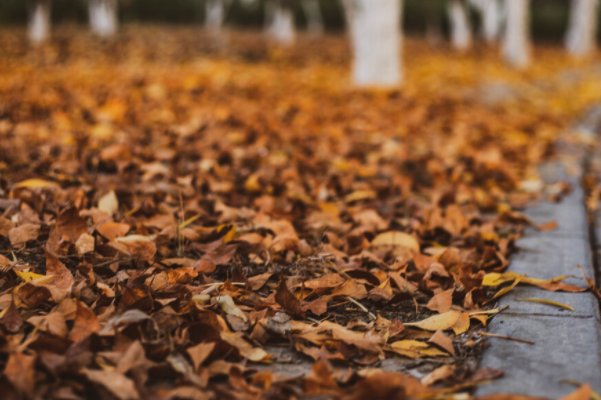 秋天的声音有那些?