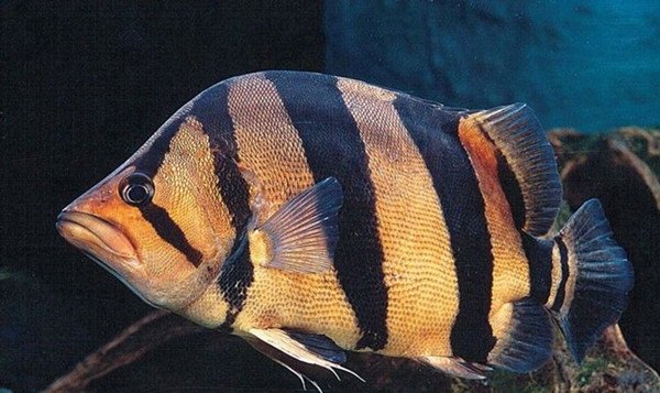 虎鱼的主要品种有哪些