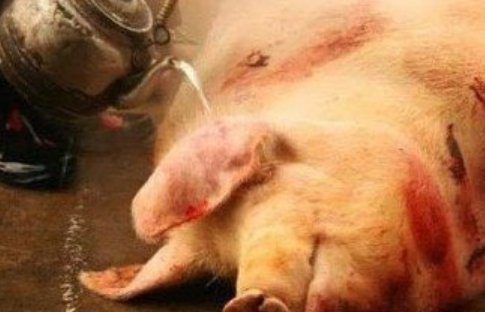 死猪不怕开水烫下半句？