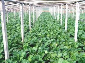 沙窝萝卜的种植原产地是哪里？这种萝卜有着怎样的魅力？