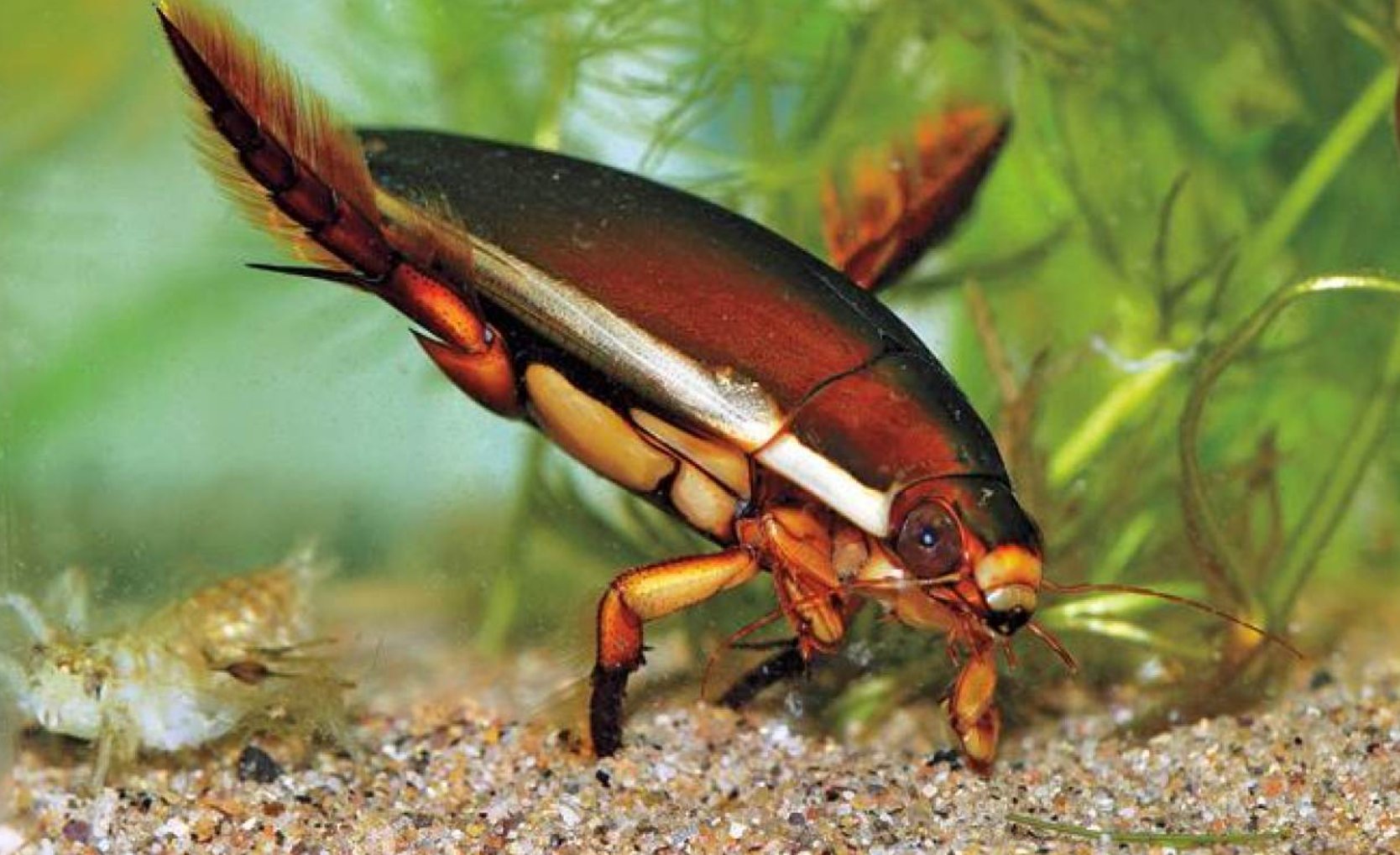 龙虱的功效与作用是什么？