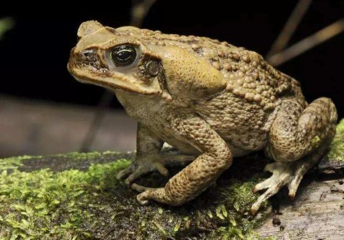 青蛙和蟾蜍有什么区别