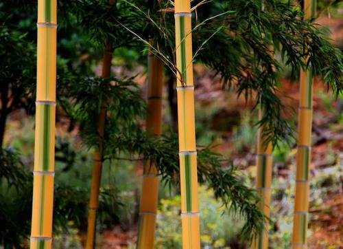 金镶玉竹的别名