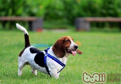 巴吉度犬好养吗？