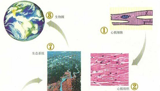 生命系统的概念是什么？