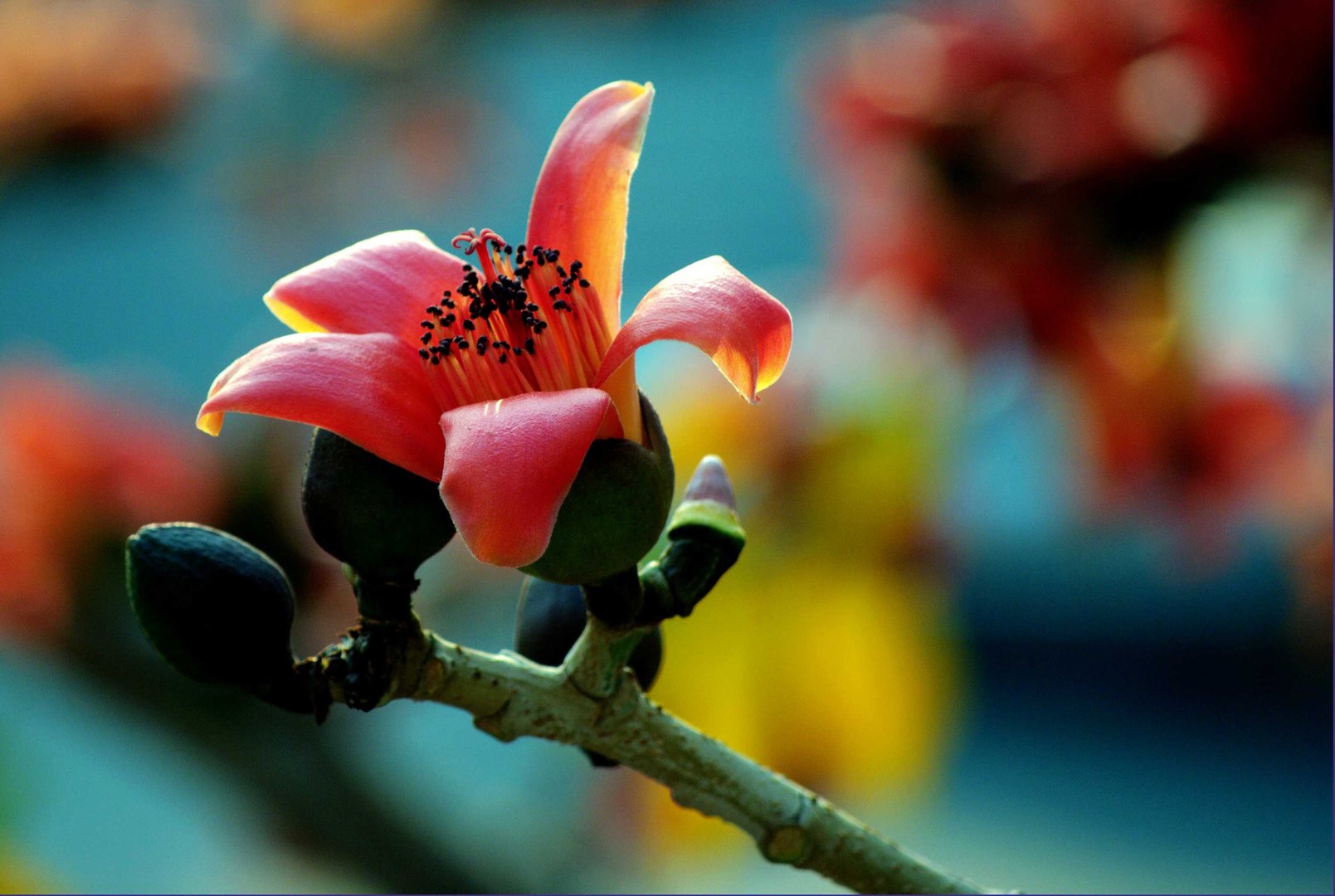 木棉花的食用方法