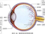 生物眼球结构图。