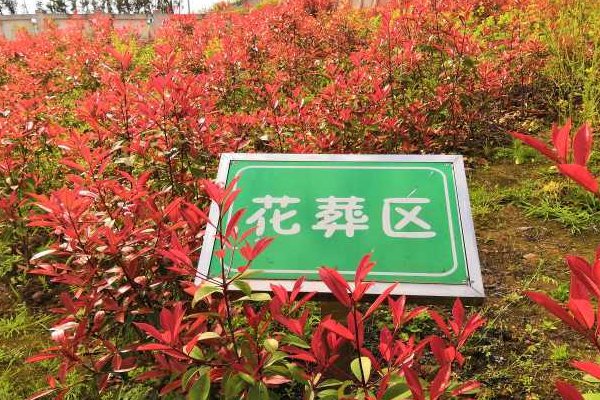 什么是花葬、树葬？