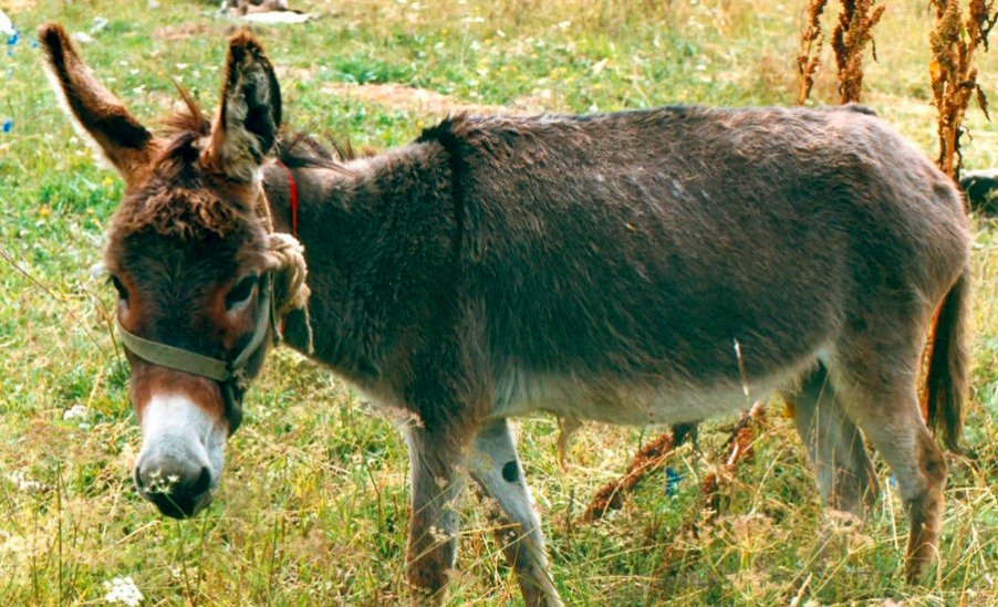 毛驴种类有哪些