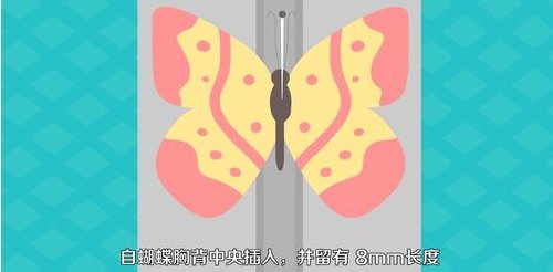 怎样制作蝴蝶标本