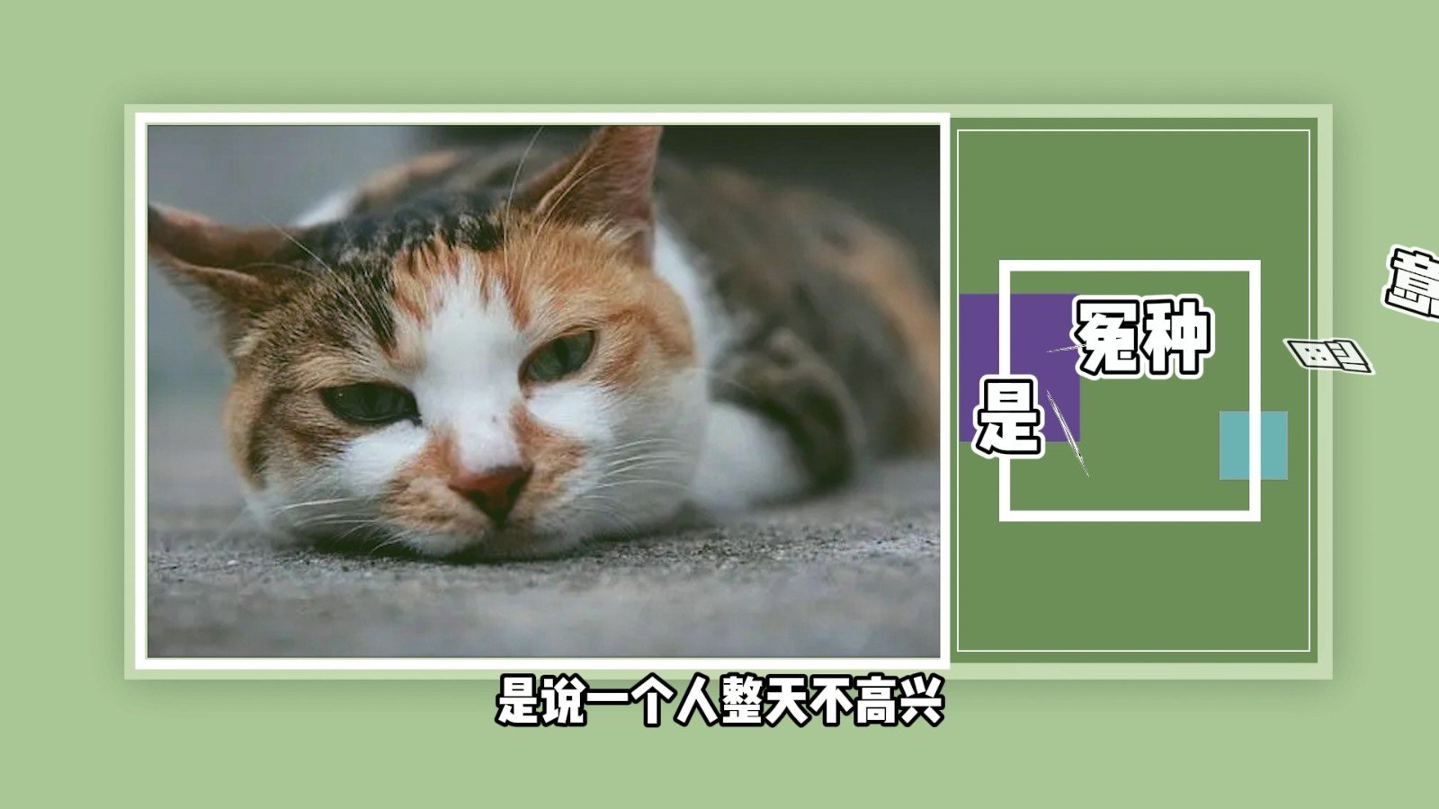 冤种是什么意思？