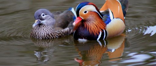 :鸳鸯戏水是什么意思?