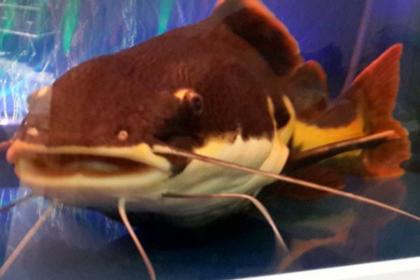 招财猫鱼是什么鱼？怎么和鲶鱼一样？